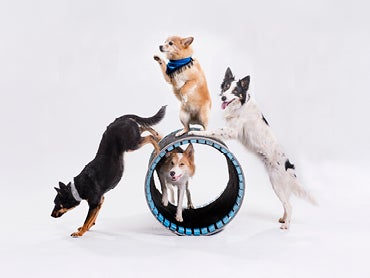 More Info for Mutts Gone Nuts: Unleashed!